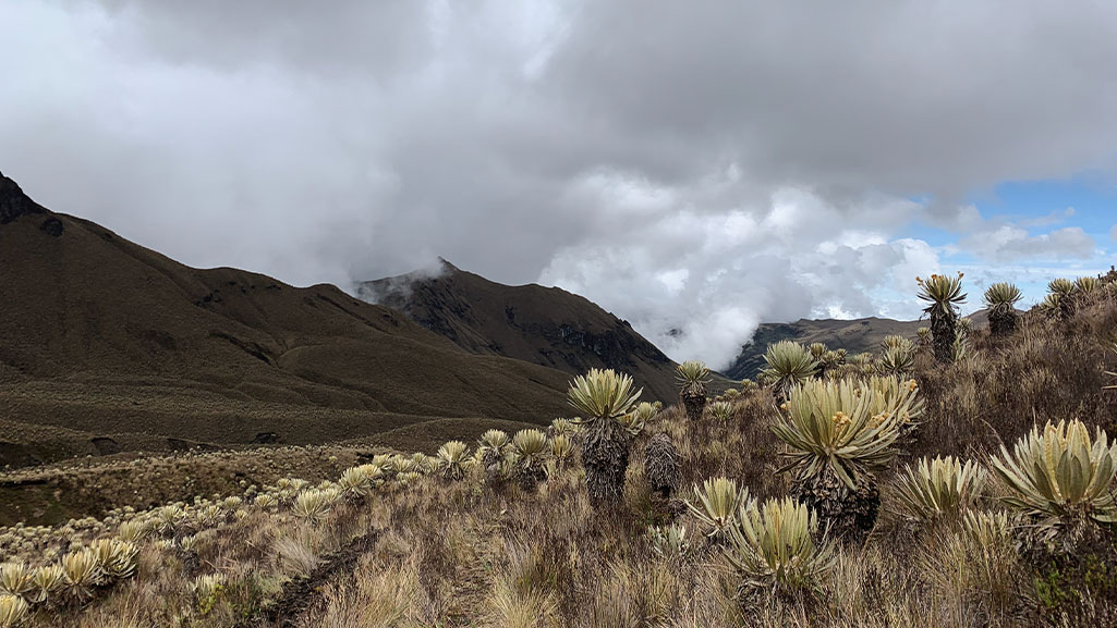 Ultra Trail Los Nevados